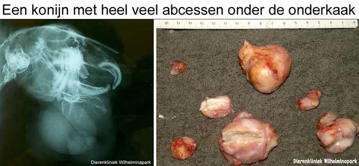 Een konijn met veel abcessen onder de kaak